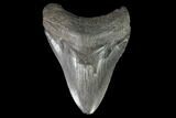 Fossil Megalodon Tooth - South Carolina #95302-1